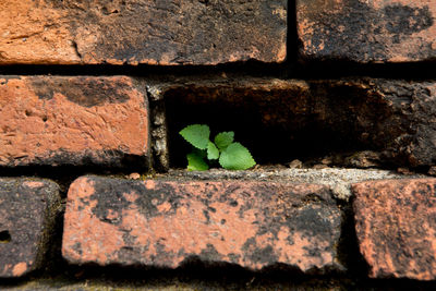 Close-up of brick wall