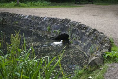 Plant growing in water