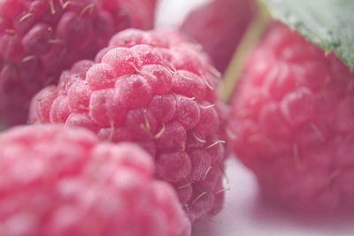 Close-up of pink rose