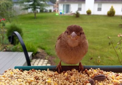 Close-up of bird