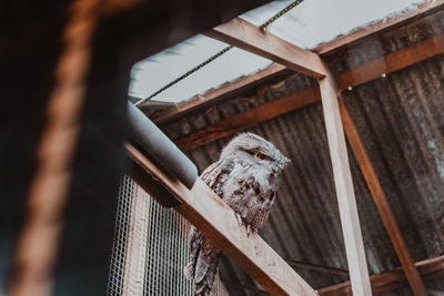 Low angle view of bird perching on wood