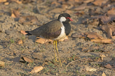 Red-wattled lapwing in kanha national park in india