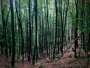 Pine trees in forest