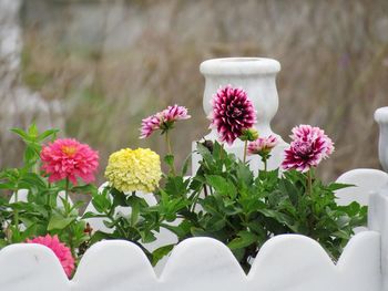 Close-up of pink flowering plants