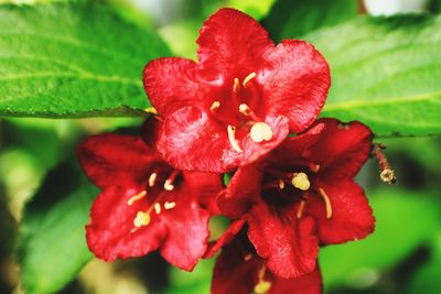 Close-up of red hibiscus blooming outdoors