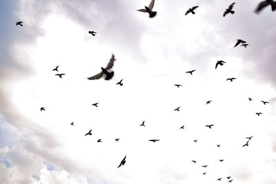 Low angle view of birds flying in sky