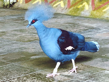 High angle view of a bird