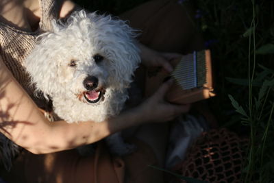 Midsection of woman holding dog