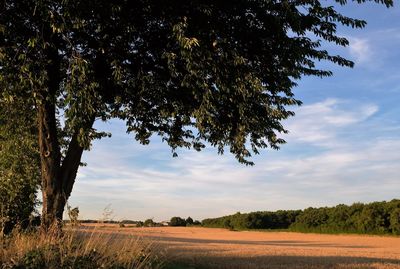 Low angle view of trees on field against sky during sunny day