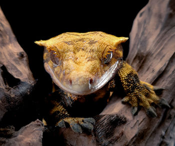 Close-up of iguana