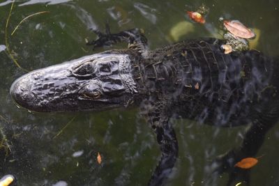 Swimming in pond