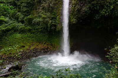 Scenic view of waterfall in forest