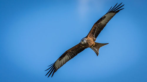 Low angle view of eagle flying against sky