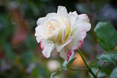 Close-up of pink rose