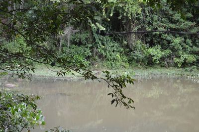 Reflection of trees in lake