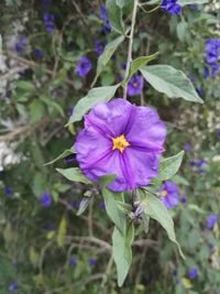 Close-up of purple flowering plant