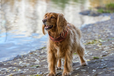 Portrait of a dog looking away