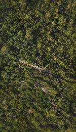 High angle view of trees in forest