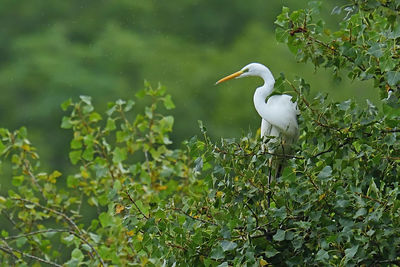 Bird perching on a tree