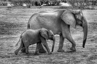 Elephant on field