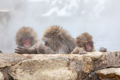 Japanese snow monkey in hot spring