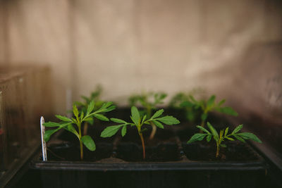 Plants growing in potted plant