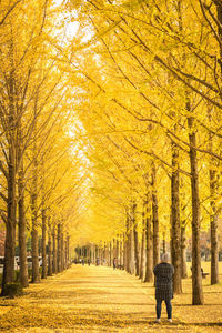 Rear view of woman walking on pathway amidst autumn trees