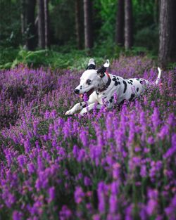 Dog on purple flowers on field