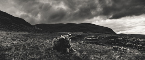Moody panoramic view of resting highland cattle with dramatic sky