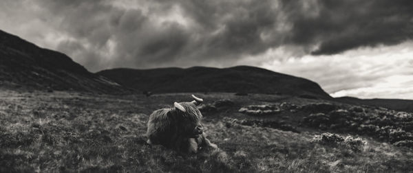 View of a horse on field