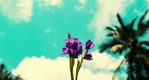 Close-up of flower blooming against sky