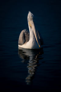 Close-up of pelican