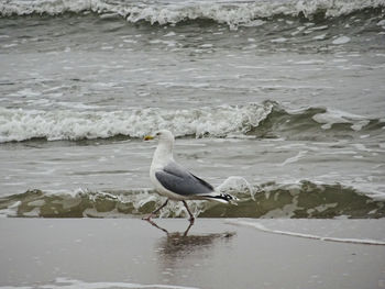 Seagull perching on a beach