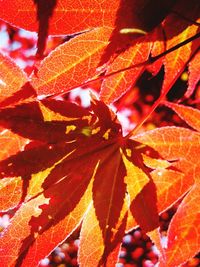 Close-up of maple leaves on tree