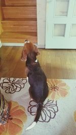 Close-up of puppy sitting on hardwood floor