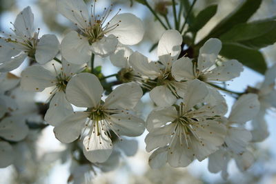 Close-up of white cherry blossom tree