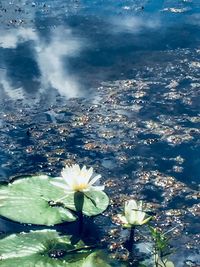 High angle view of water lily in lake