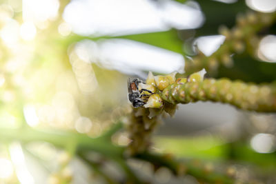 Close-up of insect on flower