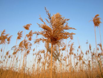 Close-up of wheat growing on field against clear sky