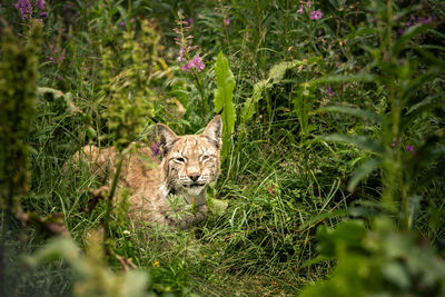 Portrait of a cat on land