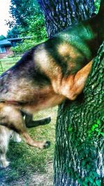 one animal