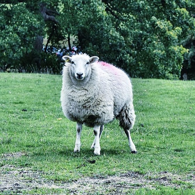 plant, grass, animal themes, animal, mammal, domestic animals, livestock, domestic, pets, one animal, vertebrate, sheep, day, nature, tree, green color, land, standing, field, portrait, no people, outdoors, herbivorous