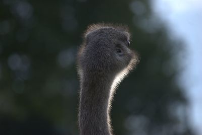 Close-up of ostrich