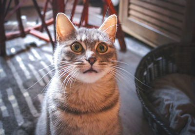 Close-up portrait of a cat