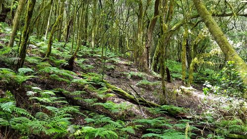 Trees growing in forest