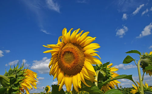 Low angle view of sunflower against blue sky