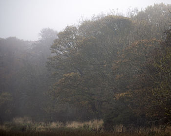 Trees on field in forest against sky