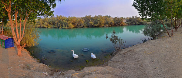 View of swan swimming in lake