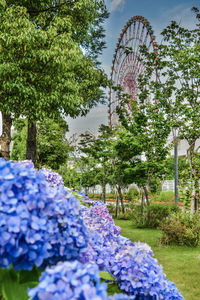 Purple flowering plants in park against sky