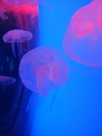 Close-up of jellyfish against blue background